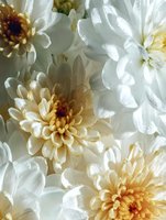 Fresh white and cream chrysanthemum flowers in full bloom with water droplets, creating soft and delicate floral composition with subtle color variations.
