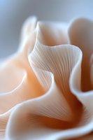 Delicate oyster mushroom gills in soft peach and white tones create abstract organic curves and lines, captured in extreme macro photography for nature and food designs.