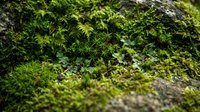 Lush green moss growing on weathered stone surface creating natural textured background for organic gardening and botanical projects.