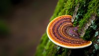 Colorful bracket fungus growing on moss-covered tree trunk in forest. Natural woodland ecosystem with vibrant orange and purple shelf mushroom patterns.