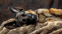Sleeping German Shepherd dog lies on soft brown furry blanket, close-up portrait showing relaxed muzzle and ears against textured plush background.