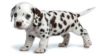 Adorable Dalmatian puppy with black spots standing on white background, isolated cute young dog pet animal for design and commercial use.
