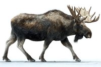 Majestic bull moose with large antlers walking on white background, isolated wildlife animal for nature publications and educational materials.