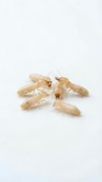 Termite colony group with pale insects displaying wings and antennae on white background, suitable for pest control, entomology education, and extermination service marketing.