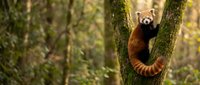 Red panda climbing tree trunk in natural forest habitat with moss-covered bark and blurred woodland background for wildlife conservation content.