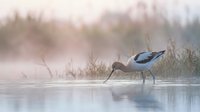 Elegant heron wading in misty wetland waters during golden hour, creating serene wildlife scene with soft natural lighting and peaceful marsh atmosphere.