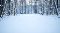 Snowy winter forest path with bare trees covered in fresh white snow creating peaceful woodland scene for seasonal outdoor recreation and nature photography.