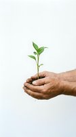 Elderly hands gently holding young green plant seedling with soil, symbolizing growth, care, environmental protection and nurturing life on white background.