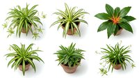 Collection of spider plants and houseplants in terracotta pots isolated on white background for home decor and gardening design projects.