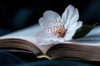 Delicate white cherry blossom flower resting on open book pages with soft natural lighting for romantic literature and spring reading concepts.