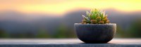 Small succulent plant in stone bowl on wooden surface with warm sunset background creating peaceful zen atmosphere for home decor and wellness concepts.