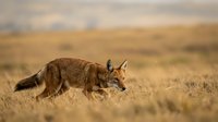 Wild coyote hunting in golden grassland during sunset with warm lighting and natural wildlife behavior in open prairie landscape.