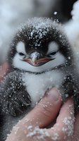 Baby penguin chick covered in snow flakes, close-up portrait showing fuzzy down feathers and expressive face while being held in human hands during winter.