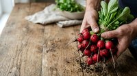 Farmer holding fresh red radishes with soil and green leaves on rustic wooden surface, showcasing organic produce harvesting and farm-to-table ingredients.