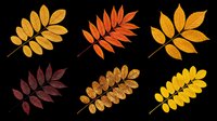 Autumn leaves in various shades of gold, orange, red, and yellow isolated on transparent background. Ready for t-shirt designs, clipart, stickers, sublimation, print-on-demand products and digital crafts.
