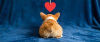Adorable orange rabbit sitting on blue fabric background with red heart above, perfect for Valentine's Day cards, pet love themes, and romantic designs.