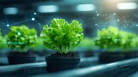Fresh green lettuce growing in modern hydroponic greenhouse with digital monitoring system and artificial lighting. Smart farming technology for sustainable agriculture.