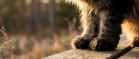Close-up of dog paws on wooden surface with warm golden sunlight creating beautiful bokeh background for pet care and animal wellness concepts.