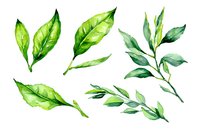 Fresh green tea leaves and branches painted in watercolor style on white background, isolated botanical elements for natural product design and packaging.