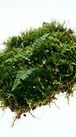 Lush green moss with visible roots and soil isolated on white background, suitable for botanical designs, terrariums, and nature-themed projects.