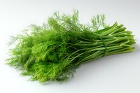 Fresh green dill bunch with stems on white background, aromatic culinary herb for cooking and garnishing dishes, isolated food photography.