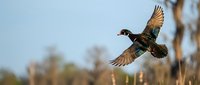 Wood duck drake in flight with outstretched wings soaring over wetland marsh during golden hour light showcasing natural wildlife behavior and migration.