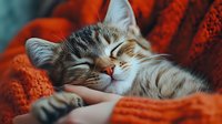 Sleeping tabby cat curled up in cozy orange knitted blanket, showing peaceful expression and relaxed whiskers against warm textured background.