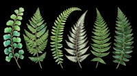 Fern leaves collection isolated on transparent background, ready for clipart, t-shirt design, stickers, sublimation and print-on-demand projects.