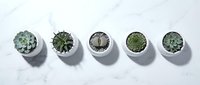 Five small potted succulents arranged in white ceramic pots on marble surface, top view flat lay composition for home decor and gardening projects.