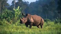 Majestic black rhinoceros standing in lush green grassland against misty forest background during golden hour, showcasing endangered wildlife in natural habitat.