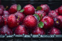 Fresh cranberries with water drops on dark background, macro shot showing juicy red berries and green leaves for food photography and packaging design.