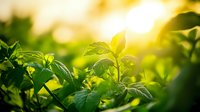 Young green plant leaves bathed in warm golden sunlight with soft bokeh background creating natural growth and renewal concept for wellness content.