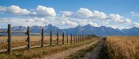 Rural dirt road with wooden fence leading through golden wheat field toward mountain range under blue sky with white clouds in countryside landscape.