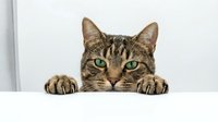 Adorable tabby cat with green eyes peeking over white surface, showing paws and curious expression for pet care, veterinary or animal lover designs.