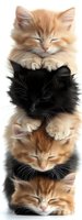 Adorable sleeping kittens stacked on top of each other, ginger and black cats with fluffy fur on white isolated background, ready for design use and greeting cards.