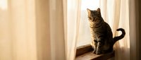 Adorable tabby cat sitting on wooden windowsill in warm sunlight streaming through curtains, creating cozy domestic atmosphere for pet lovers.