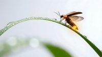 Small orange beetle insect perched on curved green grass blade with water droplets against soft blurred natural background for nature photography projects.