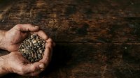 Weathered male hand holding handful of dried seeds on rustic wooden surface. Suitable for agriculture, farming, gardening, sustainability, and harvest themes.