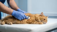 Veterinarian examining orange tabby cat with stethoscope during medical checkup at animal clinic. Professional pet healthcare and wellness consultation.