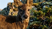 Young roe deer buck with small antlers standing among rocks and vegetation in natural mountain habitat during golden hour lighting.