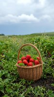 Fresh ripe strawberries in wicker basket on organic farm field with green plants and cloudy sky background for healthy eating and agriculture concepts.