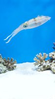 Transparent squid swimming over coral reef in crystal clear blue ocean water showcasing marine biodiversity and underwater ecosystem life.