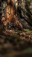 Close-up of weathered tree trunk with textured bark showing natural patterns and rich brown tones in forest setting for nature photography projects.