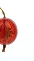 Fresh red gooseberry with water droplets isolated on white background for culinary and healthy eating designs.