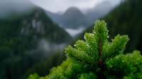 Fresh green pine branch in focus against misty mountain landscape background with evergreen forest slopes and foggy peaks in soft morning light.