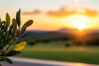Olive tree branch in foreground with dramatic golden sunset over mountain landscape, sun rays piercing through leaves creating natural lens flare effect.