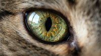 Close-up macro shot of cat eye with striking green and gold iris patterns, detailed fur texture around eye socket for pet photography and animal portraits.