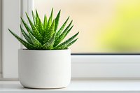Fresh green aloe vera plant growing in modern white ceramic pot on windowsill with soft natural daylight and blurred background, home decor and wellness concept.