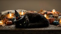 Black cat wearing witch hat lying among autumn leaves and glowing lights with small pumpkins creating magical Halloween atmosphere on rustic wooden surface.