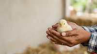 Young chick held in hands of farmer wearing checkered shirt on poultry farm, agricultural livestock care and animal husbandry concept.